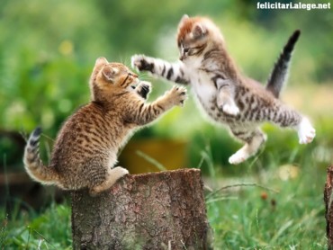 Pussycats Playing