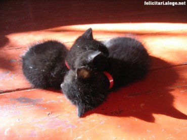 Twin cats