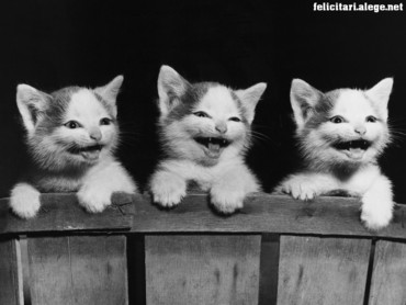 We Ate 3 Blind Mices