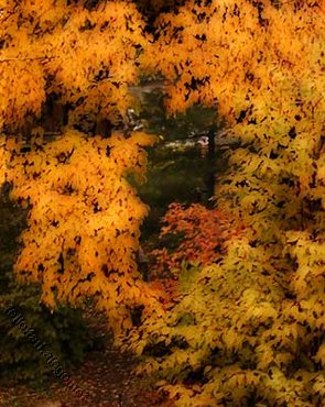 Autumn