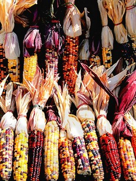 Colorful Corn
