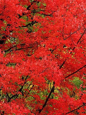 Red Leaves