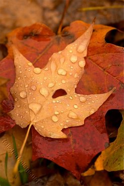 Autumn