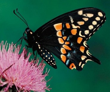Fluturi
