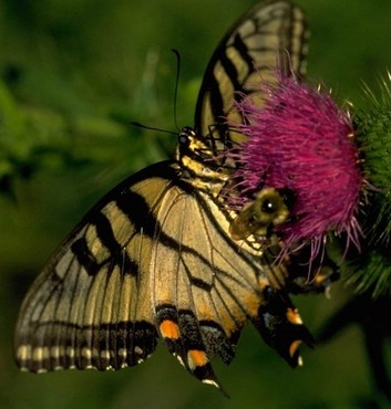 Fluturi