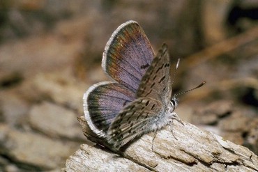Fluturi