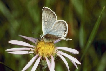 Fluturi
