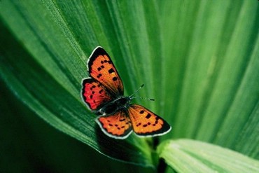 Fluturi