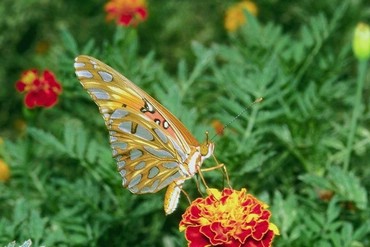 Fluturi