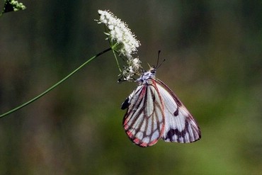 Fluturi