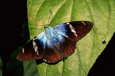 Fluturi