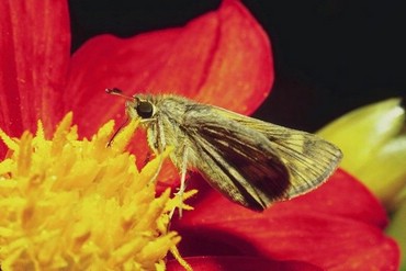 Fluturi