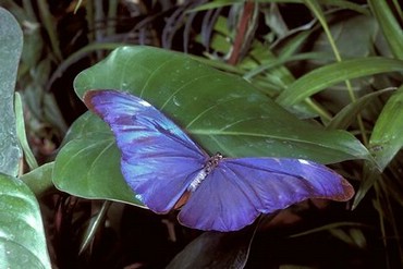 Fluturi