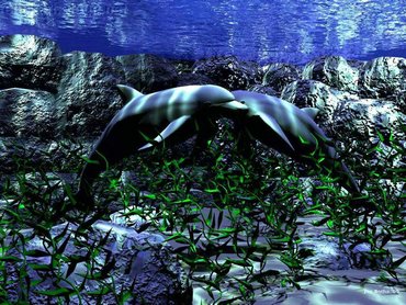 3d Dolphins