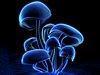 Fluorescence