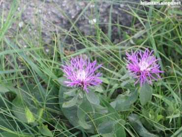 2 flowers
