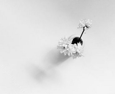 White Flowers