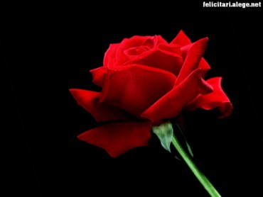A Single Red Rose