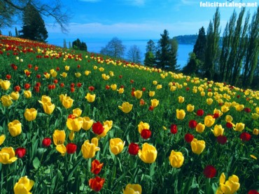 A Tulips Place