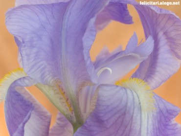 Bearded Iris