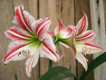 Big Flowers