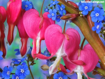 Bleeding Heart