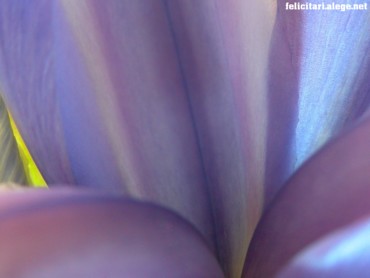Blue flower