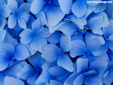 Blue Hydrangea