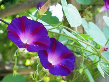 Blue Petunia