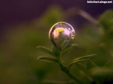 Bubble on plant