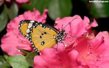 Butterfly Pink Flower