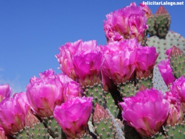 Cactus Flowers
