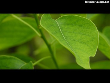 Chinese tallow