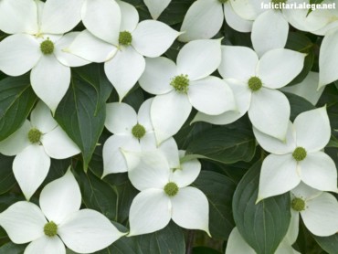 Cornus Kousa