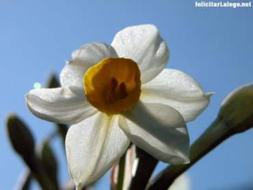 Daffodil