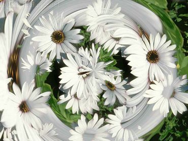 Daisy Swirl