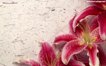 Decor Lily