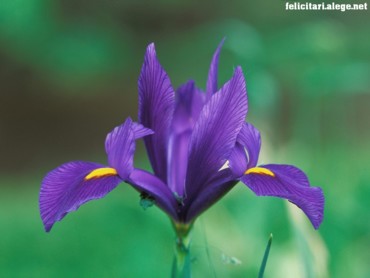 Domestic Iris