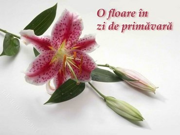 Floare In Zi De Primavara