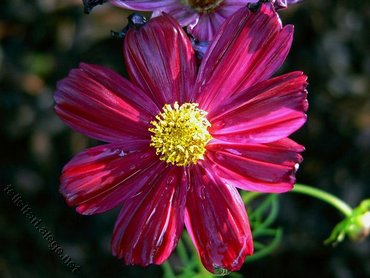 Floare Rosiatica