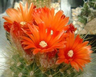Flori Rosii