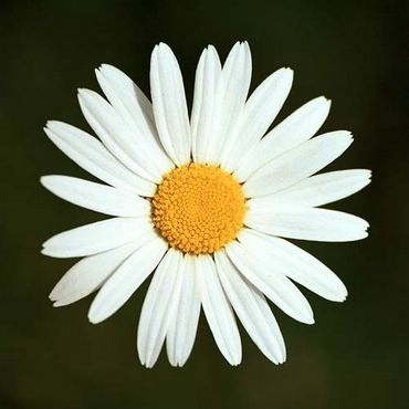 Crizantema Alba