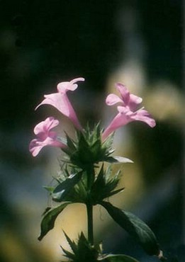 Flori Roz