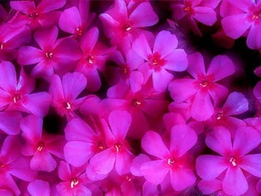 Flori Roz