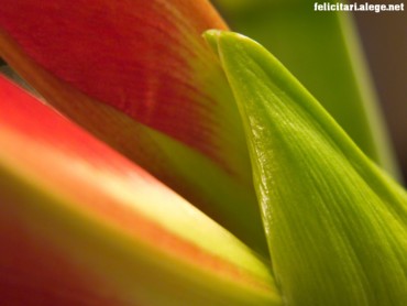 Flower petals
