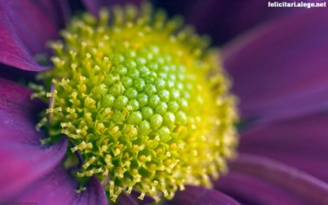 Flower zoom