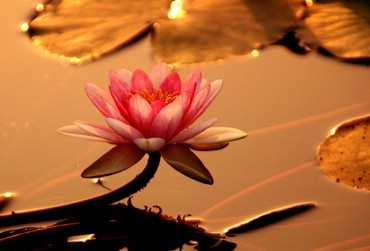 Floare