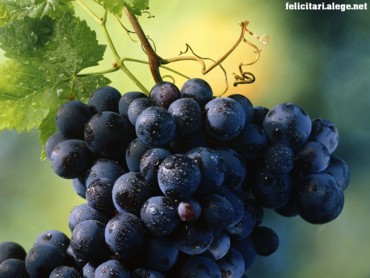 Fresh Grapes
