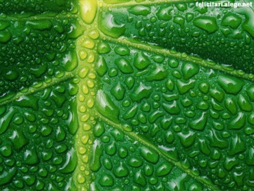 Fresh Green