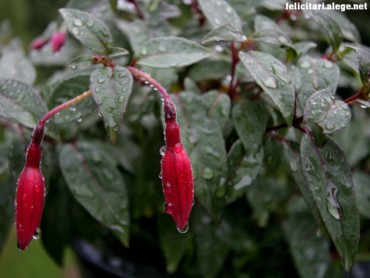 Fusia after Rain